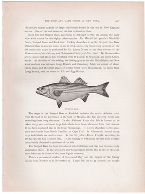 STRIPED BASS